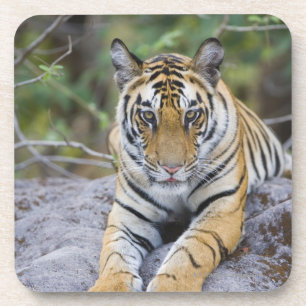 Dessous-de-verre Petit animal de tigre, parc national de