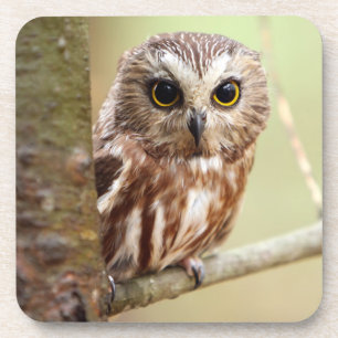 Dessous-de-verre Petit hibou de bébé Ontarios