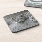 Dessous-de-verre Petit léopard des neiges de 4 mois drapé sur un ro (Côté gauche)