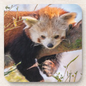 Dessous-de-verre Petit panda rouge pâle (Devant)