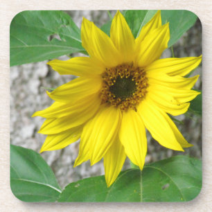 Dessous-de-verre Petit tournesol
