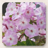 Dessous-de-verre Phlox rose (Devant)