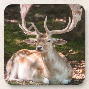Dessous-de-verre photo cerf sous les bois
