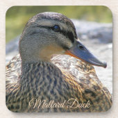 Dessous-de-verre Photo de Mallard Duck Hen Nature (Devant)