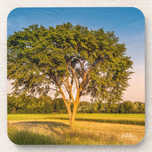 Dessous-de-verre photo d'un arbre dans un champs.