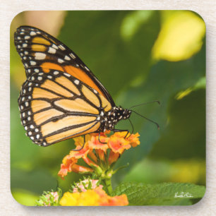 Dessous-de-verre photo d'un papillon