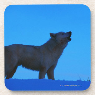 Dessous-de-verre Photo, loup blanc hurlant la nuit, couleur, haut