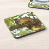 Dessous-de-verre Photo nature d'écureuil mignonne et curieuse (Côté gauche)