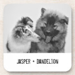 Dessous-de-verre Photo simple, moderne personnalisée pour animaux d<br><div class="desc">Ajoutez votre propre photo et texte pour créer un cadeau photo unique. Cet ensemble de dessous de verre est prêt à être customisé avec votre photo et vos propres noms ou messages en lettres de style machine à écrire noir en détresse. Le style simple, moderne, noir et blanc est très...</div>