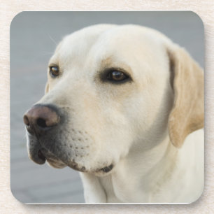 Dessous-de-verre Photographie d'or de labrador retriever
