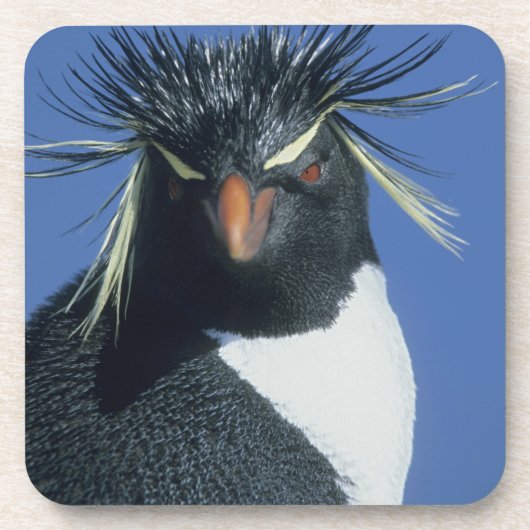 Dessous-de-verre Pingouin de Rockhopper (Eudyptes chrysocome) (Devant)