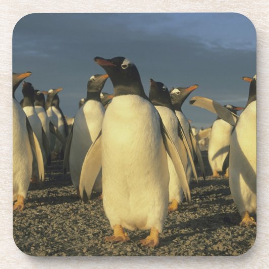 Dessous-de-verre Pingouins Gentoo, (Pygoscelis papua), Falkland (Devant)