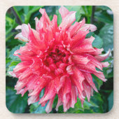 Dessous-de-verre Pink Dahlia Photographie, Beauté canadienne (Devant)