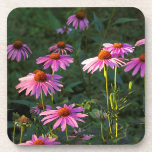 Dessous-de-verre Pink Daisies set de 6 sous-verres en plastique