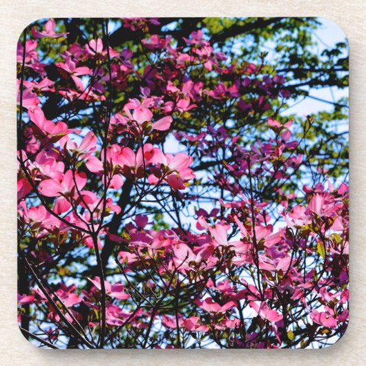 Dessous-de-verre Pink flowering Dogwood tree (Devant)