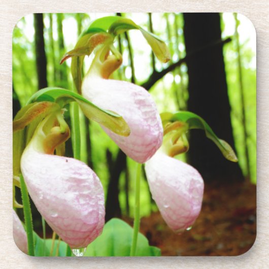 Dessous-de-verre Pink Lady Slipper sauvage orchidée (Devant)