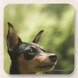 Dessous-de-verre Pinscher miniature (Minute-Pin)