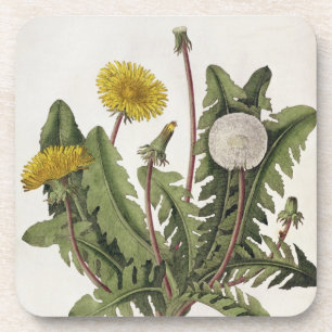 Dessous-de-verre Pissenlit (gravure de couleur)
