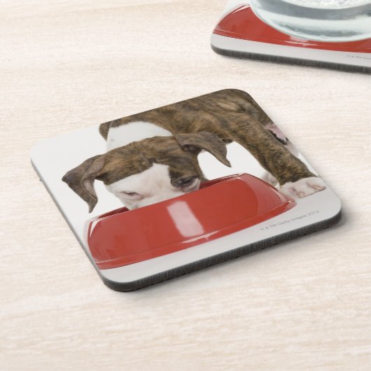 Dessous-de-verre Pitbull de chiot mangeant hors du plat (Côté gauche)