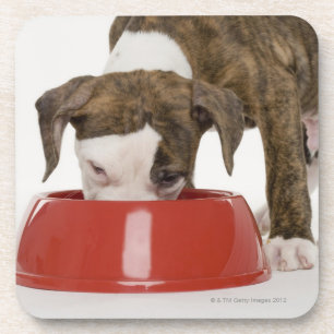Dessous-de-verre Pitbull de chiot mangeant hors du plat