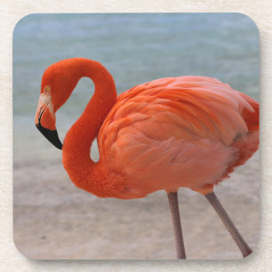 Dessous-de-verre Plages tropicales   Flamant rose des Caraïbes, Aru