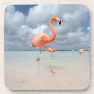 Dessous-de-verre Plages tropicales   Flamants roses Beach, Aruba