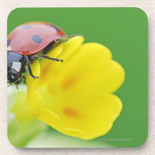 Dessous-de-verre Plan rapproché de coccinelle (Devant)