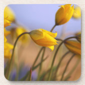 Dessous-de-verre Plan rapproché des jonquilles (Devant)