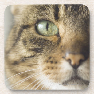 Dessous-de-verre Plan rapproché du chat (foyer sur l'oeil)