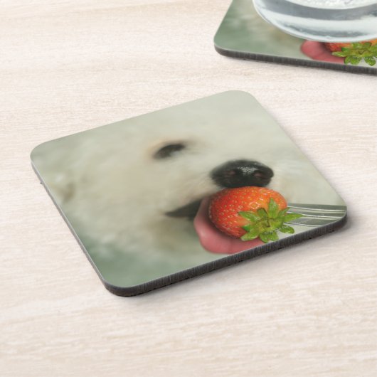 Dessous-de-verre Plan rapproché d'un Bichon Frise mangeant une (Côté gauche)