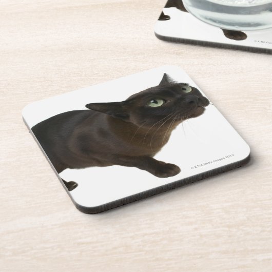 Dessous-de-verre Plan rapproché d'un chat 2 (Côté gauche)