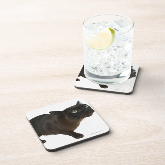 Dessous-de-verre Plan rapproché d'un chat 2 (Côté Droit)