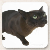 Dessous-de-verre Plan rapproché d'un chat 2 (Devant)