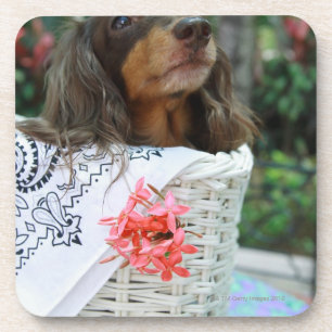 Dessous-de-verre Plan rapproché d'un chien de teckel se reposant