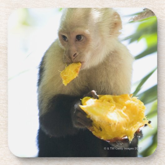 Dessous-de-verre Plan rapproché d'un singe de capucin mangeant d'un (Devant)