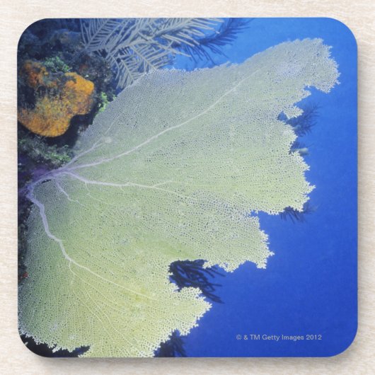 Dessous-de-verre Plan rapproché d'une fan de mer commune (Devant)