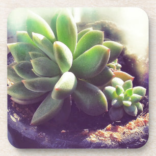 Dessous-de-verre Plante Hen et Chicks