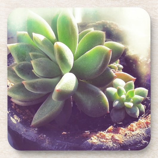 Dessous-de-verre Plante Hen et Chicks (Devant)