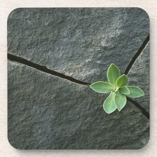 Dessous-de-verre Plante s'élevant à Boulder criqué (Devant)