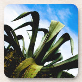 Dessous-de-verre Plante vert en aloe avec ciel bleu clair (Devant)