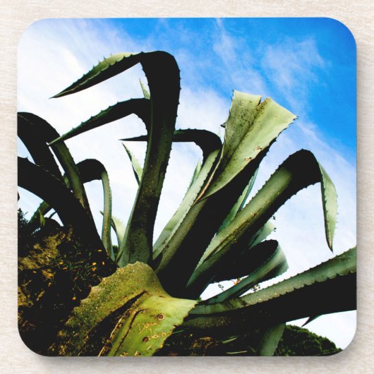 Dessous-de-verre Plante vert en aloe avec ciel bleu clair (Devant)
