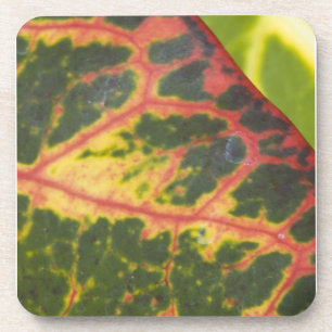 Dessous-de-verre Plantes hawaïens colorés