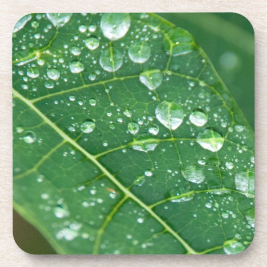 Dessous-de-verre Pluie sur Papaya Leaf (Devant)