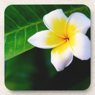 Dessous-de-verre Plumeria