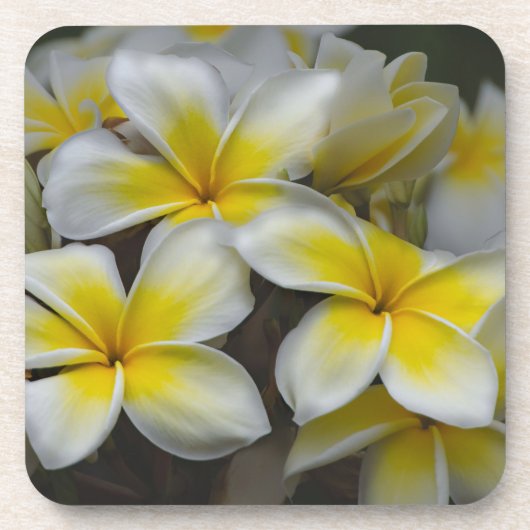 Dessous-de-verre Plumeria jaune blanc (Devant)