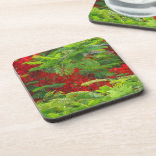 Dessous-de-verre Poinciana royal