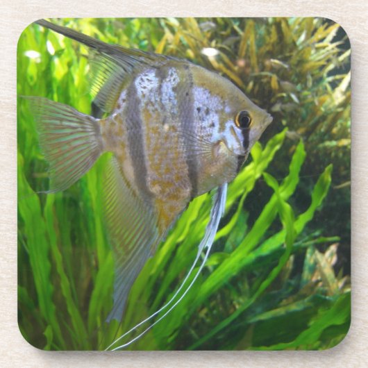 Dessous-de-verre Poisson Angel (Devant)