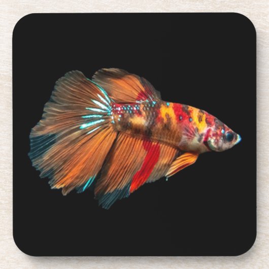 Dessous-de-verre Poisson Betta demi-lune (Devant)