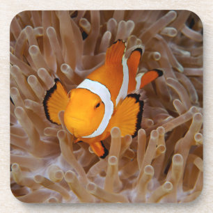 Dessous-de-verre Poisson-clown - Molokai, falaise de la côte nord