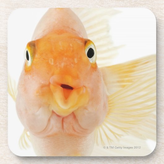 Dessous-de-verre Poisson d'eau douce tropical (Devant)